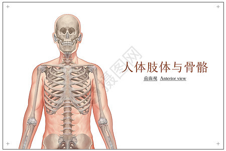 人体肢体及骨骼正面观医疗插画图片