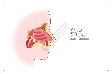 绿道鼻腔横截面医疗插画插画