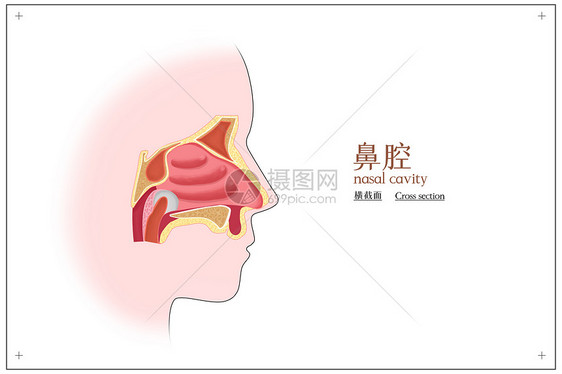 鼻腔横截面医疗插画图片