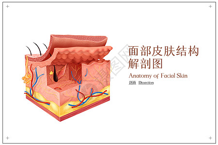 皮肤整形面部皮肤结构解剖图插画