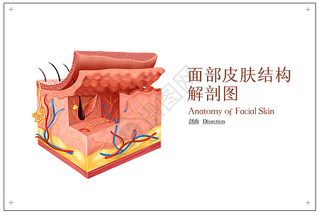 面部皮肤结构解剖图图片