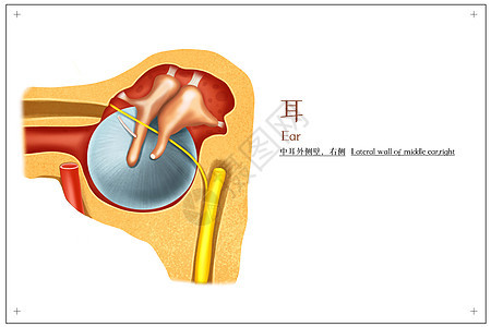 耳朵中耳外侧壁医疗插画图片