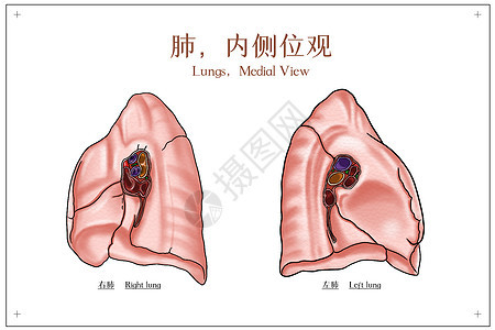 肺内侧位观医疗插画图片