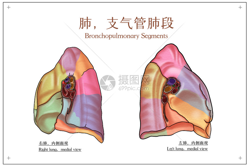 支气管肺段内侧面观医疗插画
