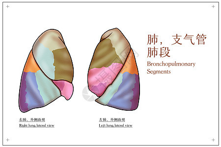 支气管肺段外侧面观医疗插画图片