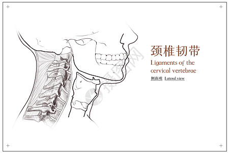 颈椎韧带侧面观医疗插画图片