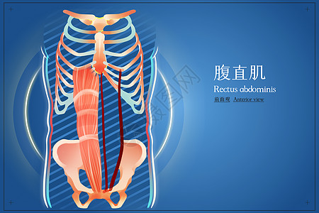 腹直肌前面观医疗插画图片