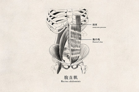 腹直肌医用人体插画背景图片