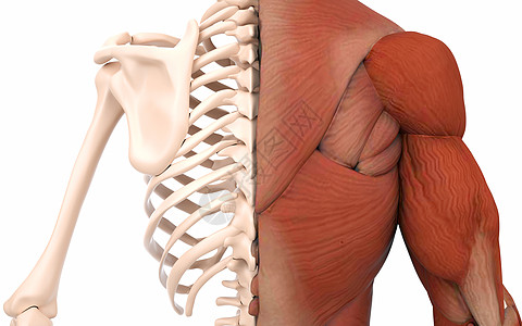 人体背部肌肉组织背景图片