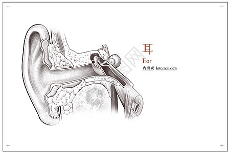 耳内面观医疗插画图片