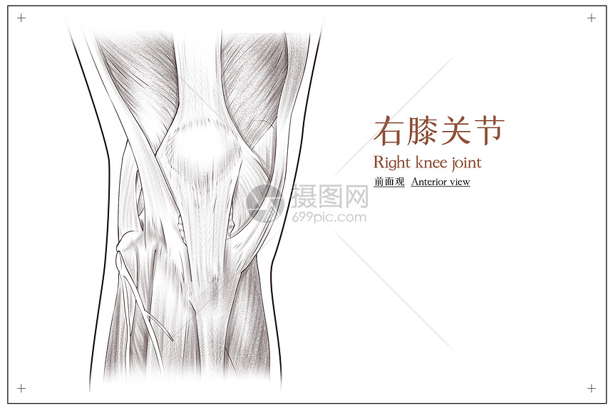 右膝关节前面观医疗插画