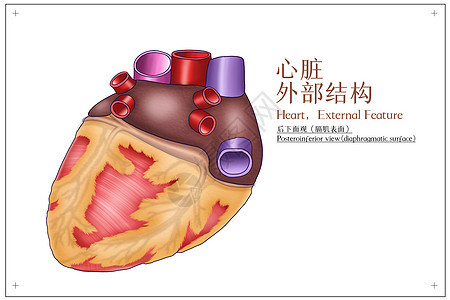心脏外部结构后下面观医疗插画图片