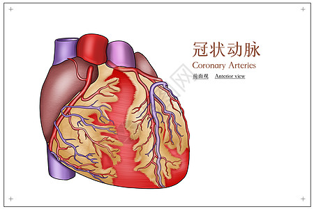 胸部按摩冠状动脉前面观医疗插画插画