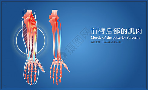 前臂后部肌肉浅层解剖图片