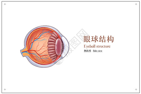 眼球结构人体解剖医疗插画高清图片