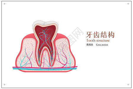 牙齿结构横截面图图片