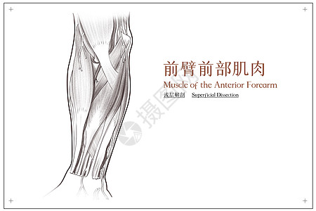 前臂前部肌肉浅层解剖医疗插画高清图片