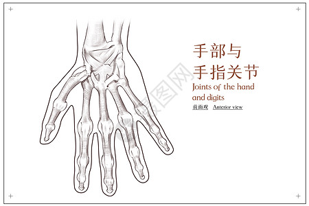 手部与手指的关节前面观医疗插画图片