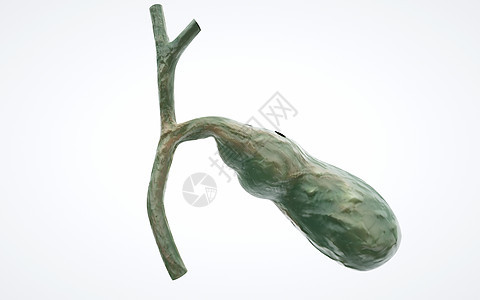 人体胆囊器官图片