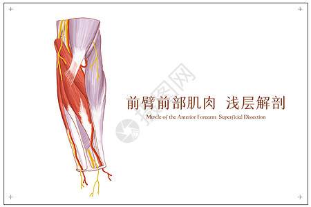 前臂前部肌肉浅层解剖医疗插画高清图片