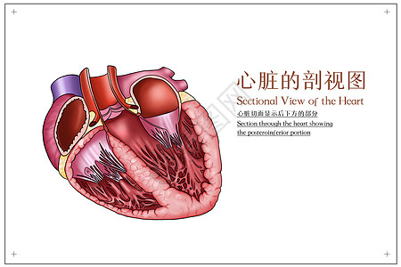 心脏的剖视图医疗插画高清图片