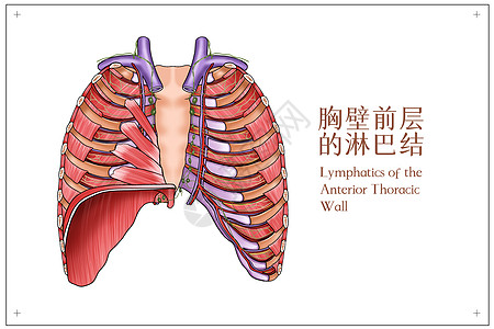 胸壁前层的淋巴结医疗插画图片