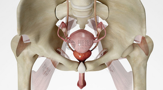 人体子宫模型图片
