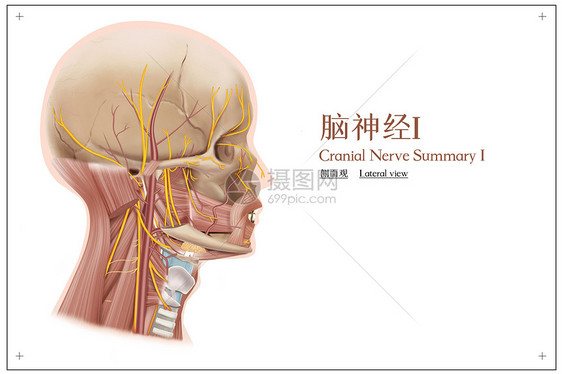 脑神经I侧面观医疗插画图片