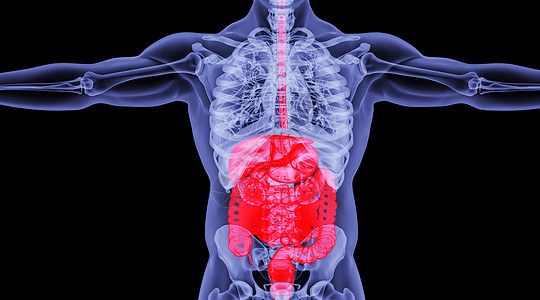 X光人体消化系统场景图片