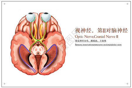 视神经，第II对脑神经，感觉神经分布，横截面，下面观医疗插画背景图片