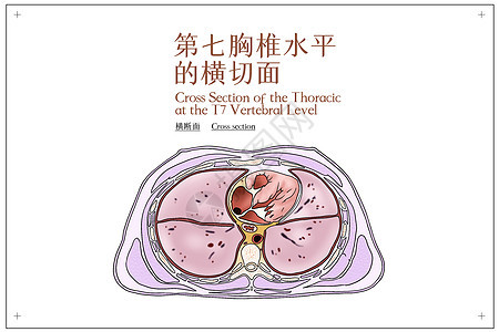 第七胸椎水平的横切面医疗插画背景图片