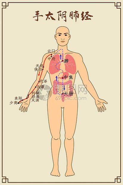 手太阴肺经及穴位图片