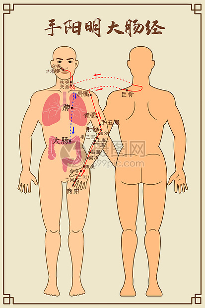 手阳明大肠经及穴位图片