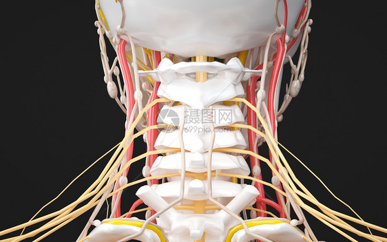 人体颈部神经系统图片