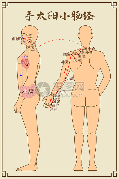 手太阳小肠经及穴位图片