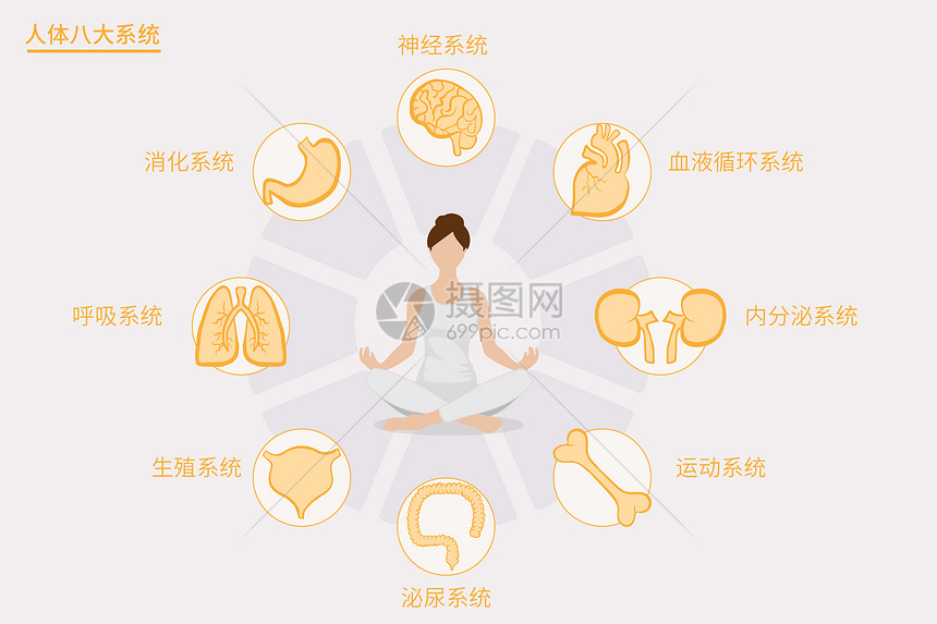 医疗健康人体八大系统矢量插画图片