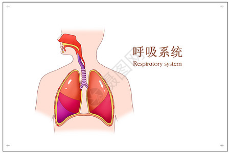 呼吸系统医疗插画图片