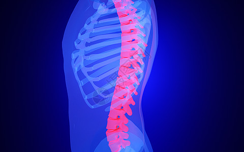 C4D人体脊柱建模高清图片素材