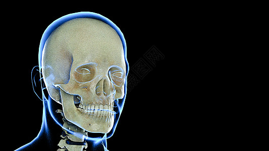 3D颅骨场景高清图片
