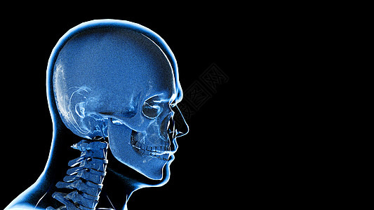 3D颅骨场景高清图片