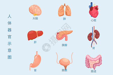 医疗组织医疗健康人体内脏组织器官示意图矢量插图插画