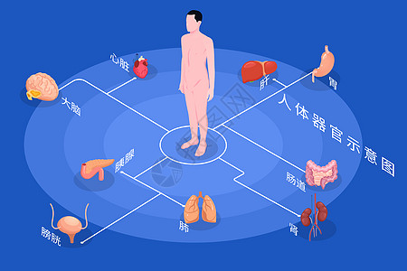 医疗健康人体内脏组织器官示意图矢量插图图片