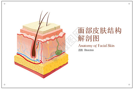 面部皮肤结构解剖图高清图片