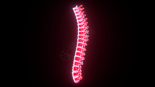 3D人体脊椎骨图片