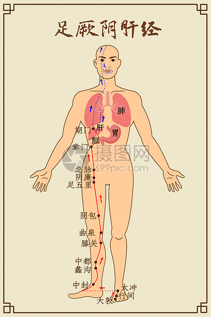 足厥阴肝经及穴位图片