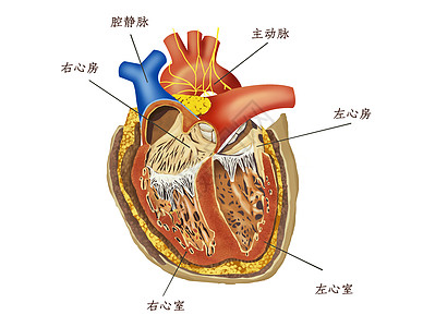 心脏内部构造医疗插画背景图片