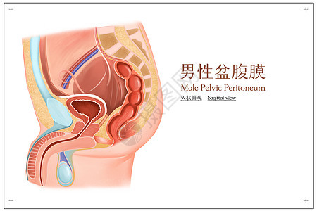 男性盆腹膜矢状面观医疗插画图片