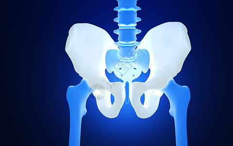 人体盆骨图片