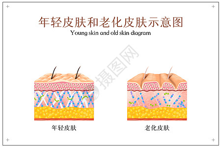 皱纹背景年轻皮肤和老化皮肤示意图插画