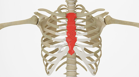 人体胸骨场景图片